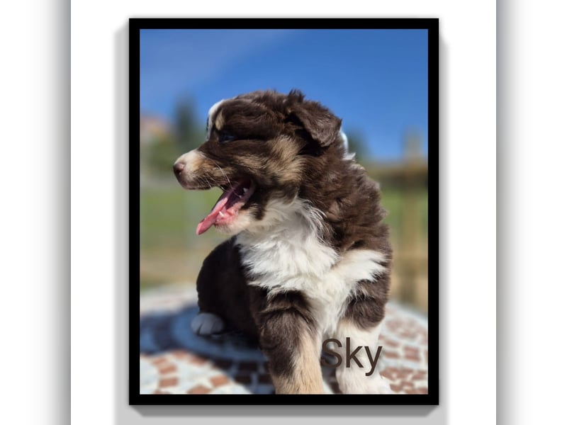 ❤️Wunderschöne ASCA Australian Shepherd Welpen ❤️