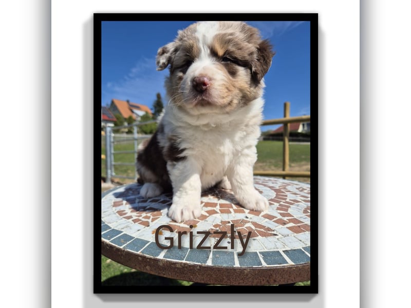 ❤️Wunderschöne ASCA Australian Shepherd Welpen ❤️