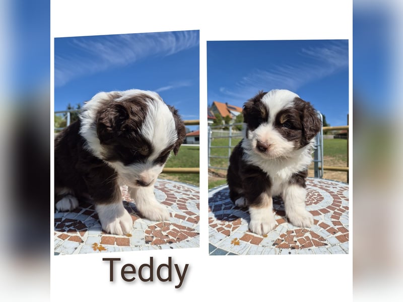 ❤️Wunderschöne ASCA Australian Shepherd Welpen ❤️
