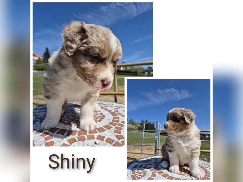 ❤️Wunderschöne ASCA Australian Shepherd Welpen ❤️