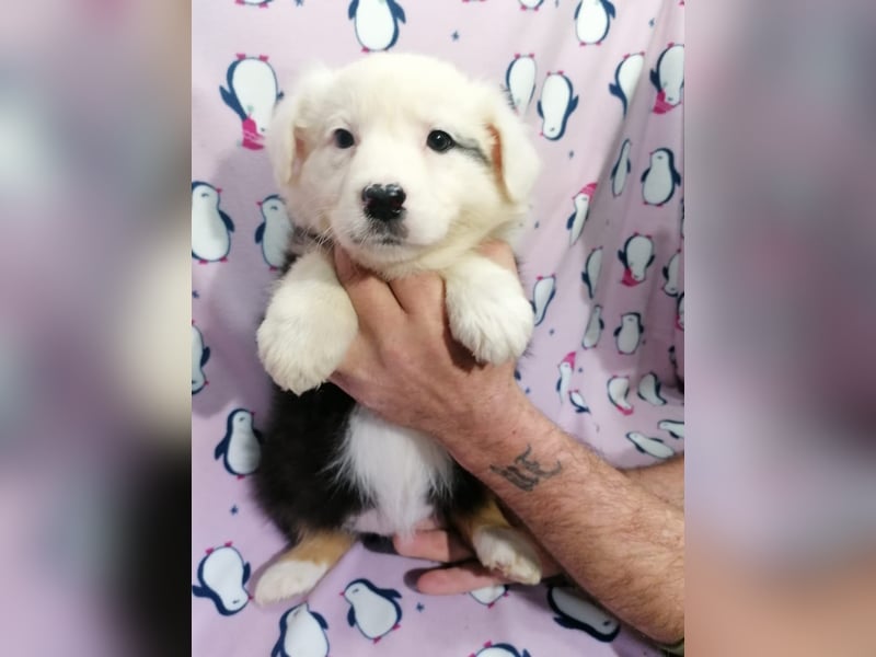 Australian Shepherd Welpen