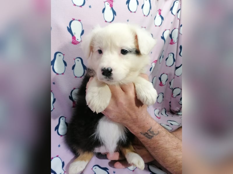 Australian Shepherd Welpen