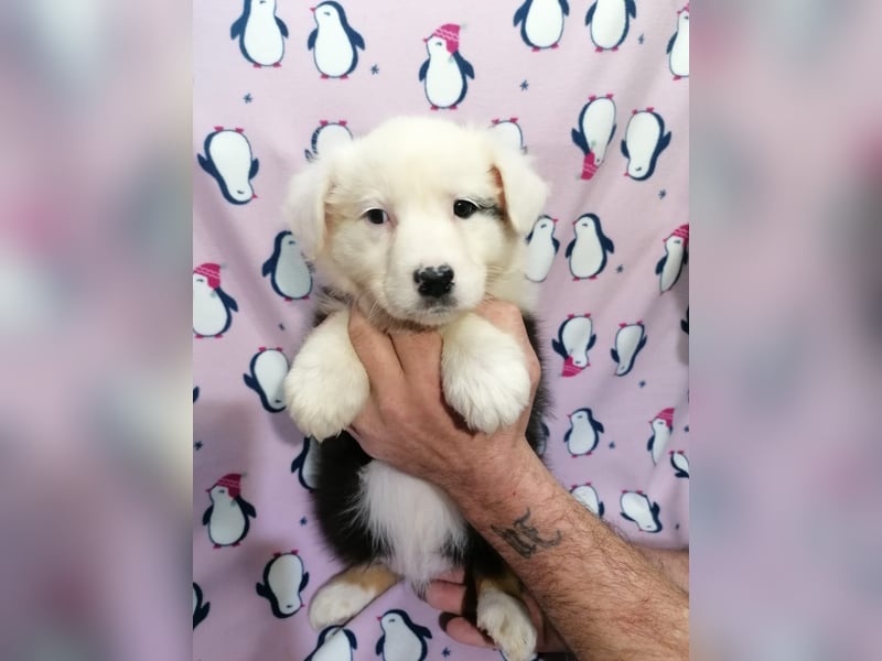 Australian Shepherd Welpen
