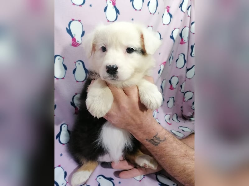 Australian Shepherd Welpen