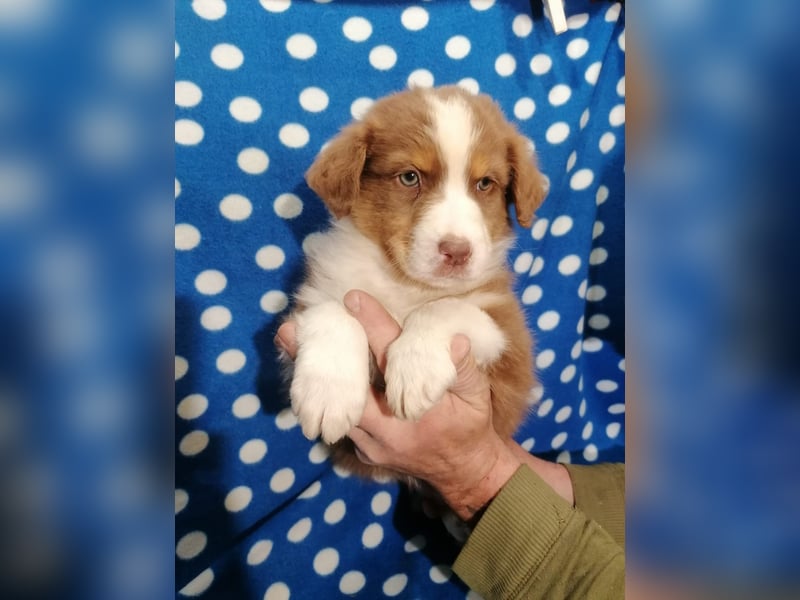 Australian Shepherd Welpen
