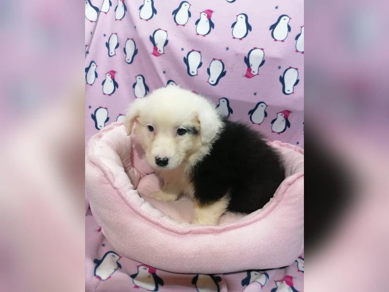 Australian Shepherd Welpen