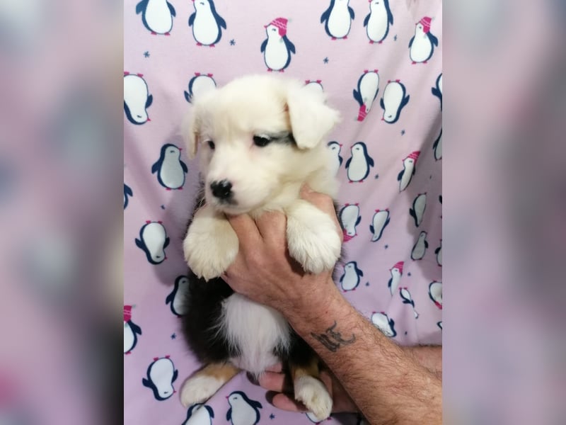 Australian Shepherd Welpen
