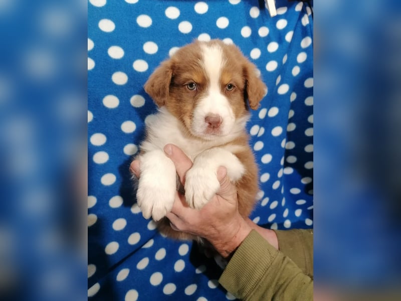 Australian Shepherd Welpen