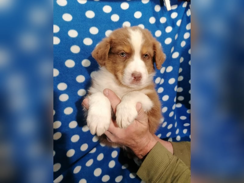 Australian Shepherd Welpen
