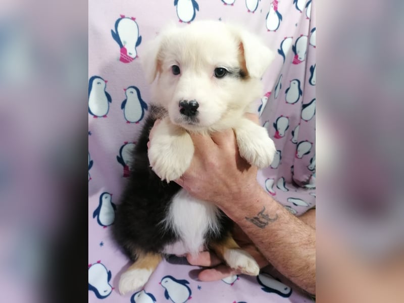 Australian Shepherd Welpen