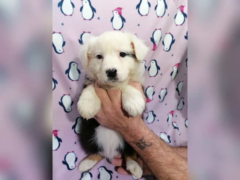 Australian Shepherd Welpen