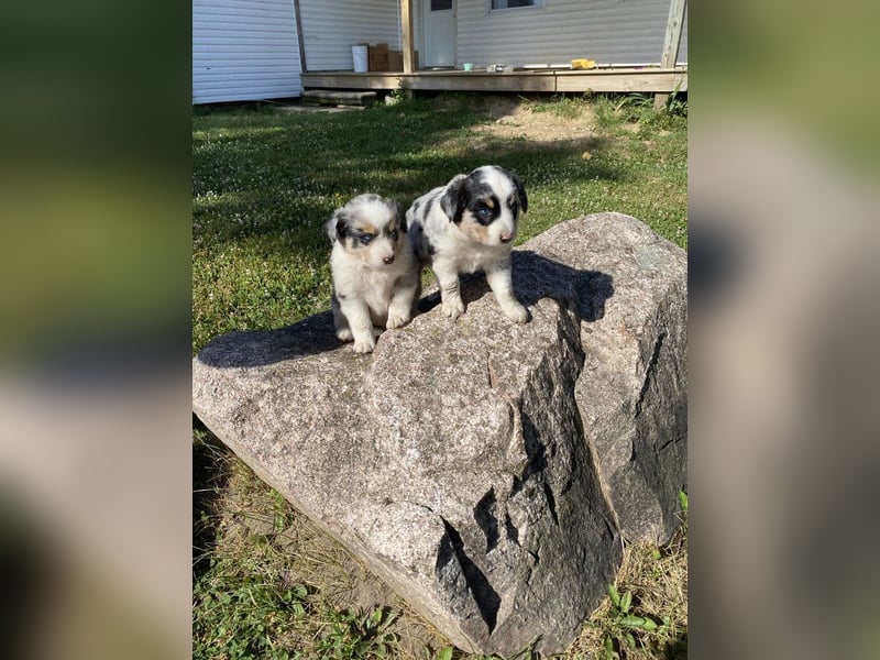 **Australian Shepherd Welpen**