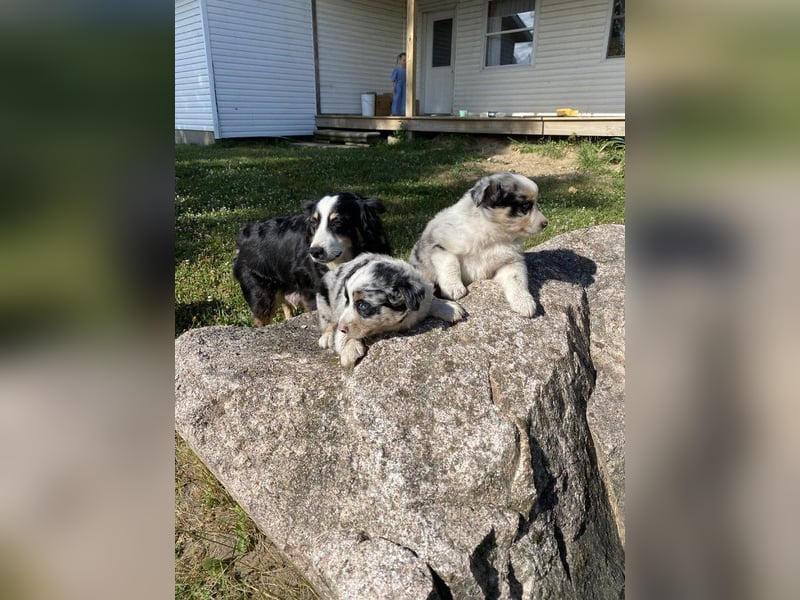 **Australian Shepherd Welpen**
