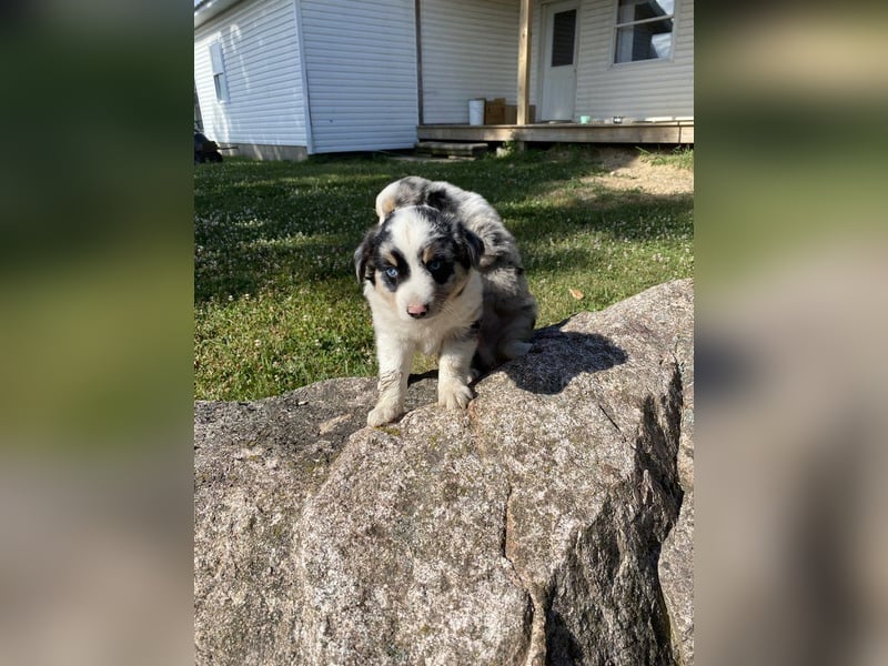 **Australian Shepherd Welpen**