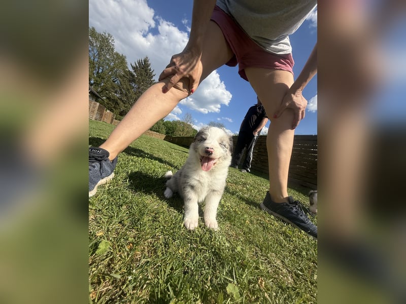 Süße Australian Shepherd Welpen
