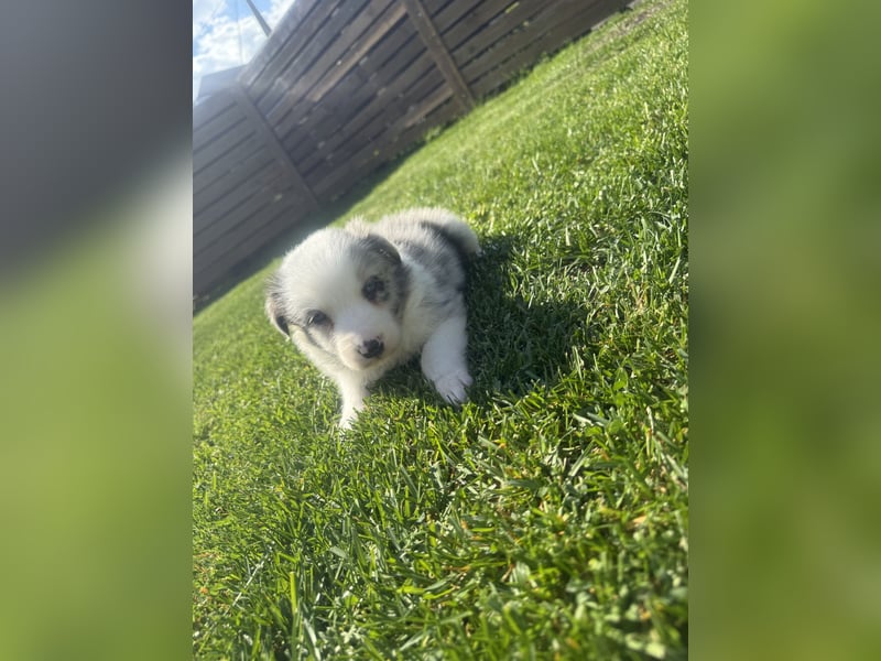 Süße Australian Shepherd Welpen