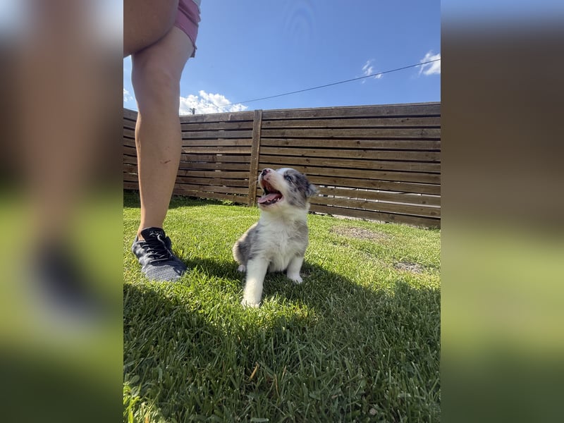 Süße Australian Shepherd Welpen