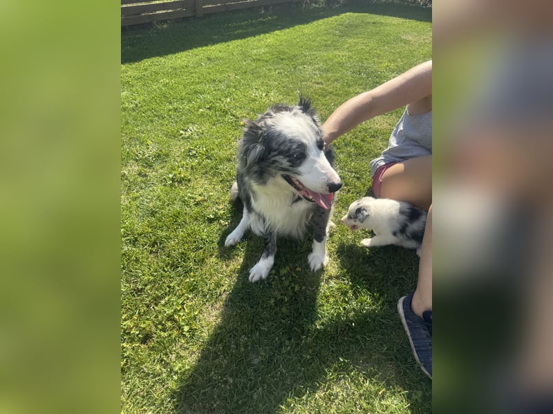 Süße Australian Shepherd Welpen