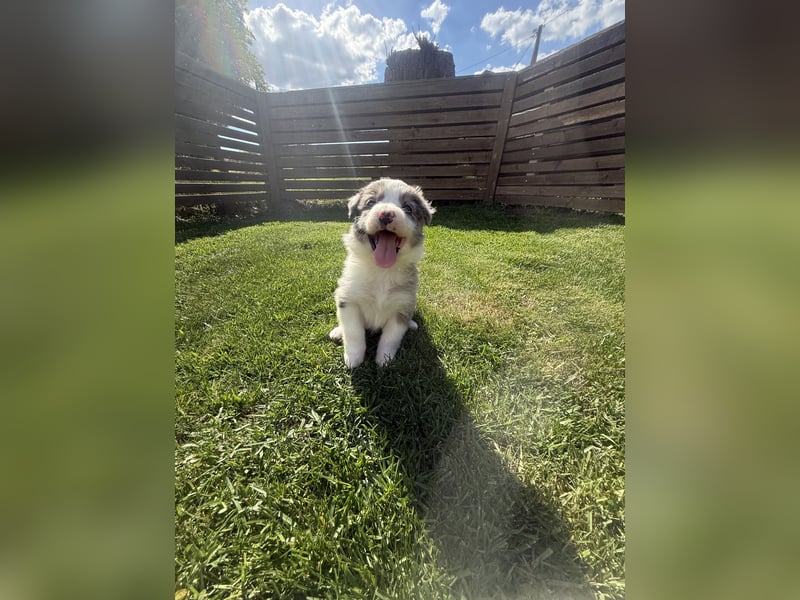 Süße Australian Shepherd Welpen