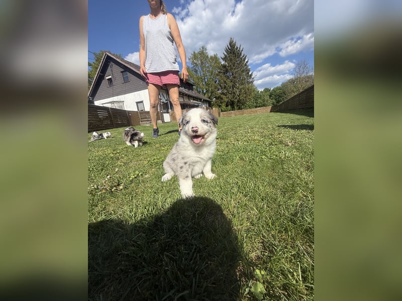 Süße Australian Shepherd Welpen