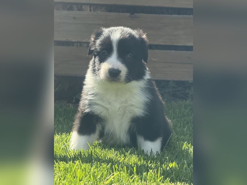Süße Australian Shepherd Welpen