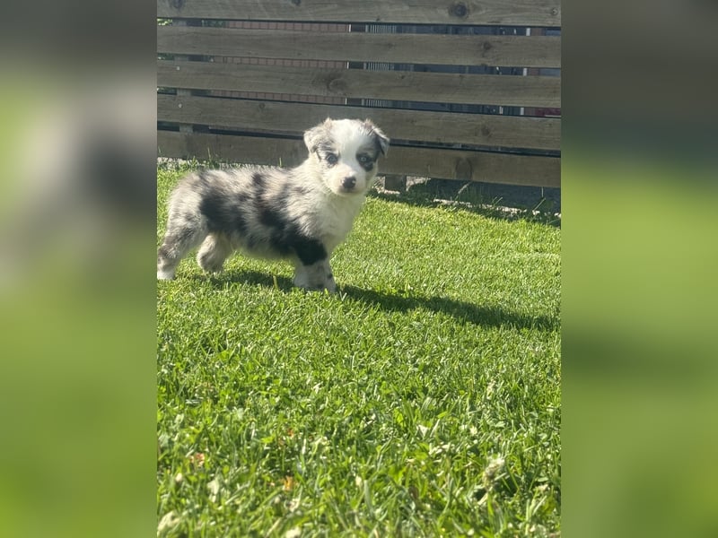 Süße Australian Shepherd Welpen
