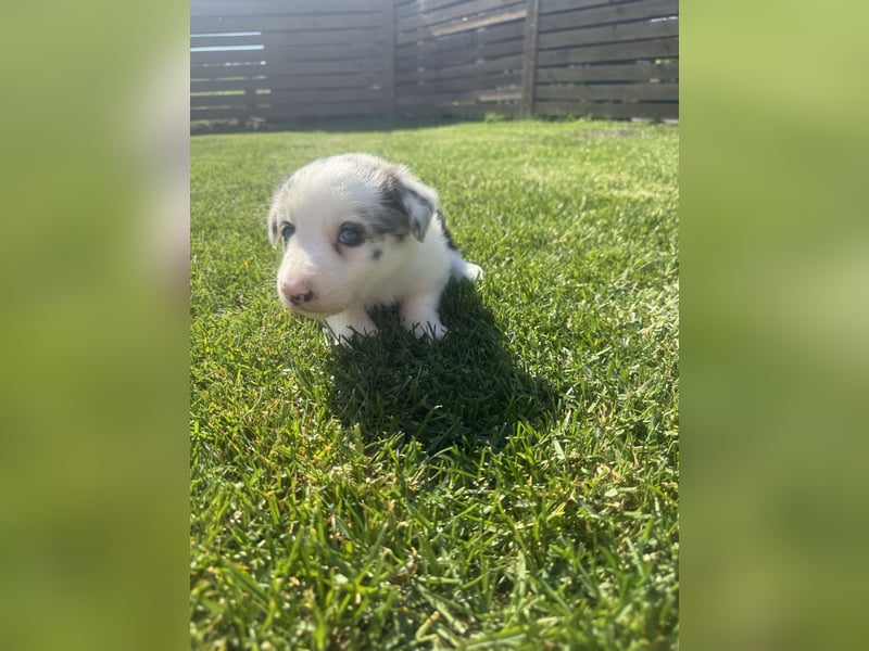 Süße Australian Shepherd Welpen