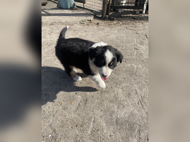 Australian Shepherd x Border Collie Welpen
