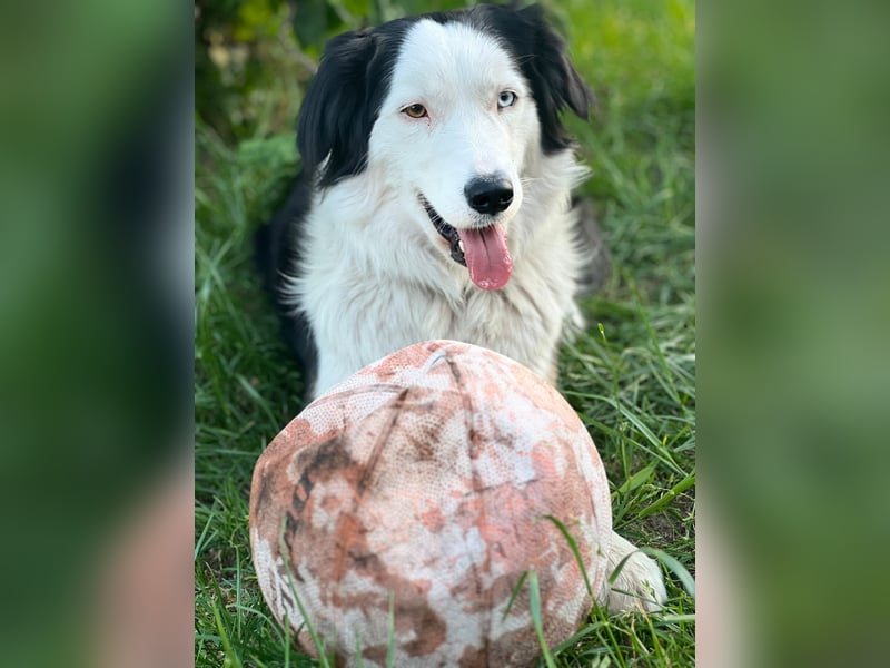 Australian Shepherd x Border Collie Welpen
