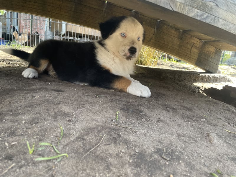 Australian Shepherd x Border Collie Welpen