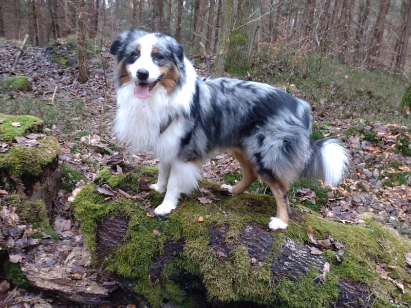 Australian Shepherd x Border Collie Welpen