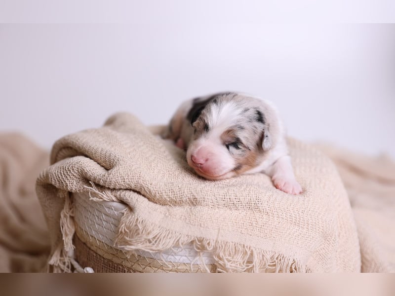 Australian Shepherd Welpen suchen Zuhause