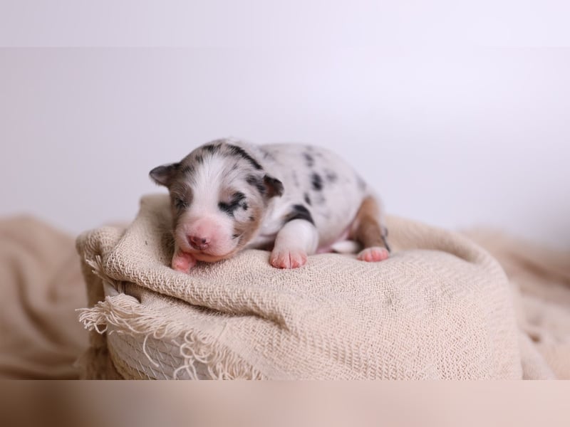Australian Shepherd Welpen suchen Zuhause