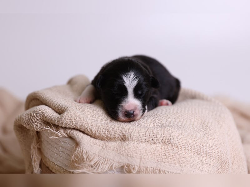 Australian Shepherd Welpen suchen Zuhause