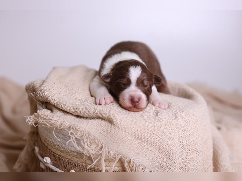 Australian Shepherd Welpen suchen Zuhause