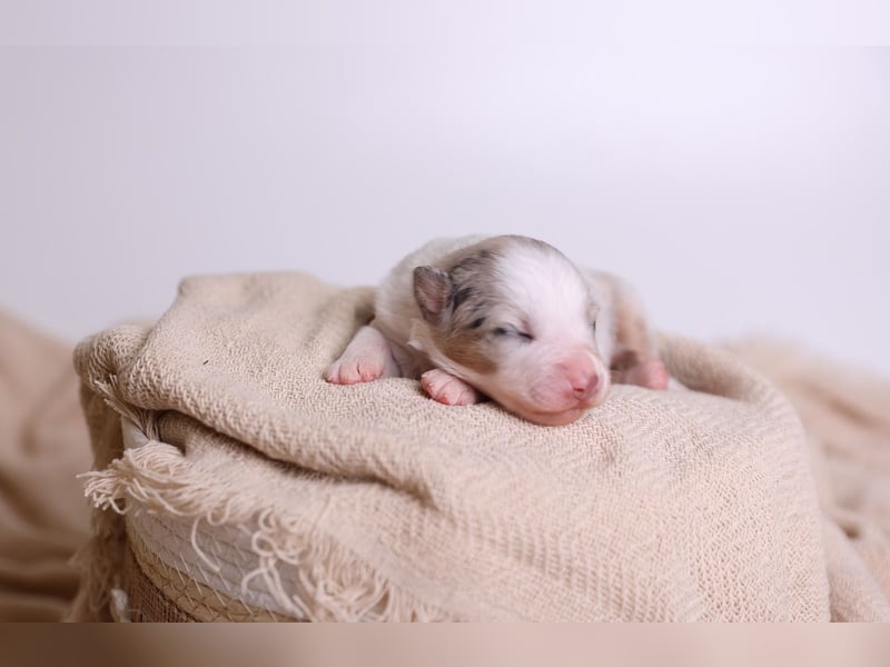 Australian Shepherd Welpen suchen Zuhause