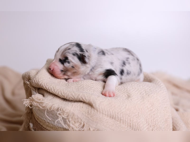 Australian Shepherd Welpen suchen Zuhause