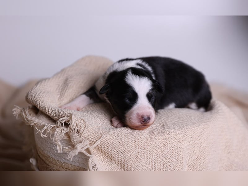 Australian Shepherd Welpen suchen Zuhause