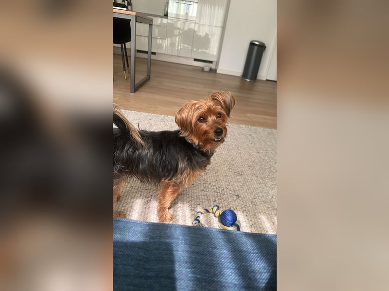 Australien Terrier – engagiertes Für-immer-Zuhause gesucht