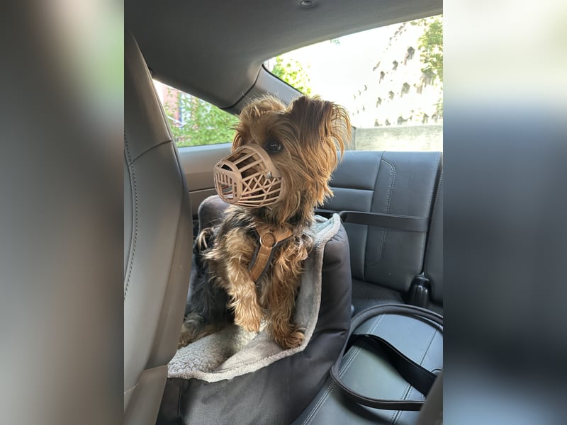 Australien Terrier – engagiertes Für-immer-Zuhause gesucht