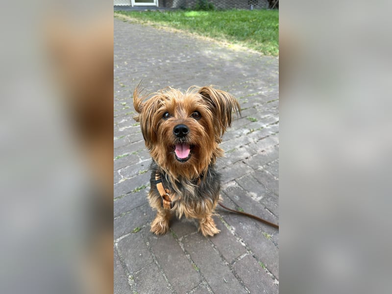 Australien Terrier – engagiertes Für-immer-Zuhause gesucht