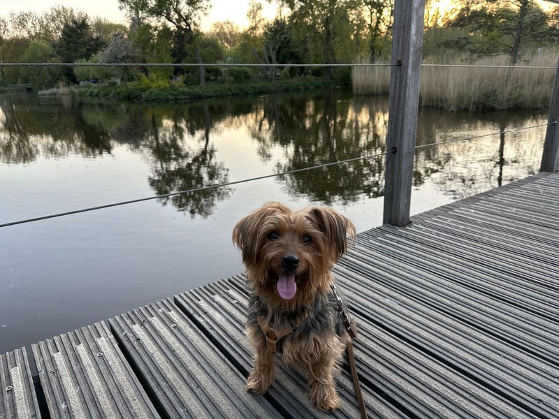 Australien Terrier – engagiertes Für-immer-Zuhause gesucht