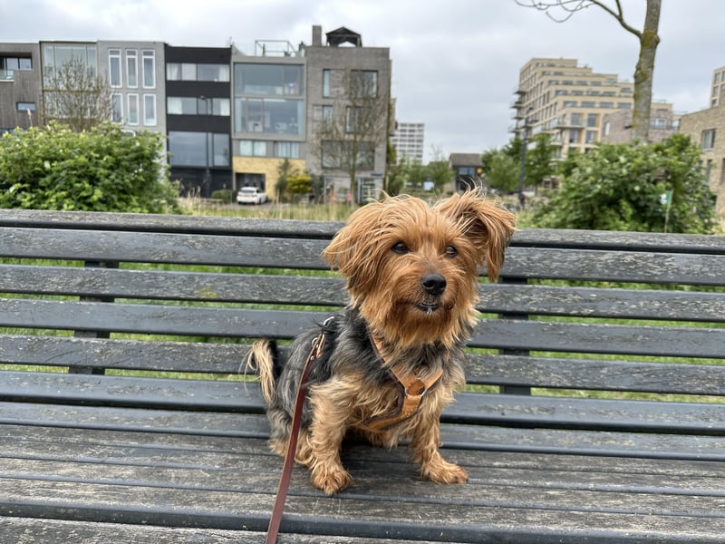 Australien Terrier – engagiertes Für-immer-Zuhause gesucht