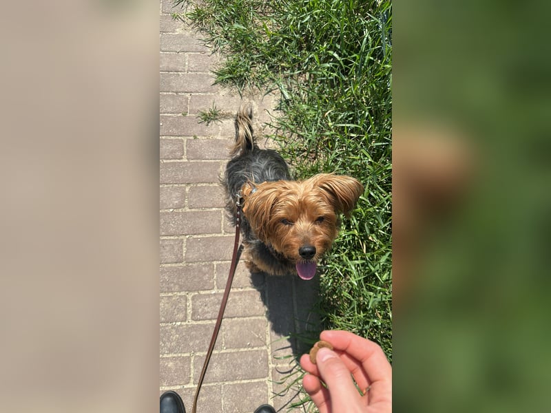 Australien Terrier – engagiertes Für-immer-Zuhause gesucht