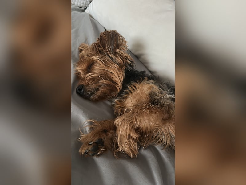 Australien Terrier – engagiertes Für-immer-Zuhause gesucht