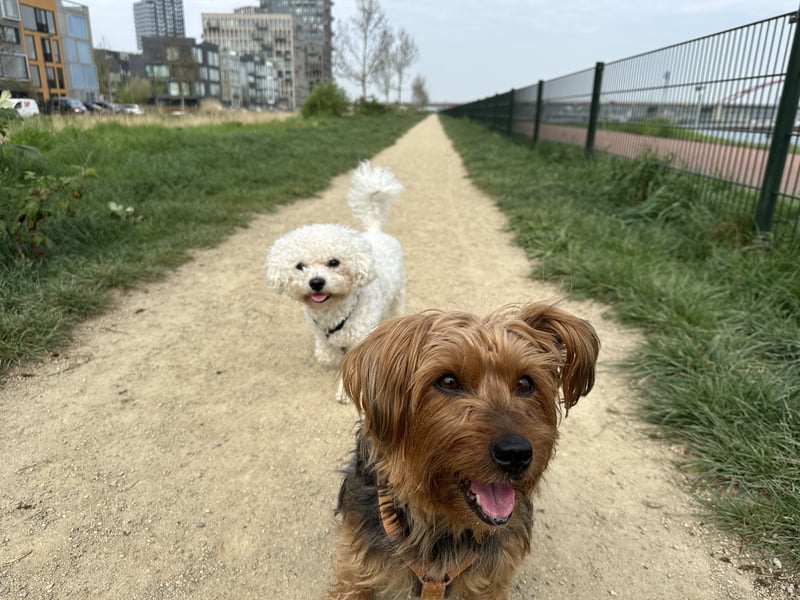 Australien Terrier – engagiertes Für-immer-Zuhause gesucht