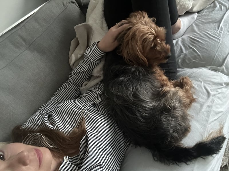 Australien Terrier – engagiertes Für-immer-Zuhause gesucht