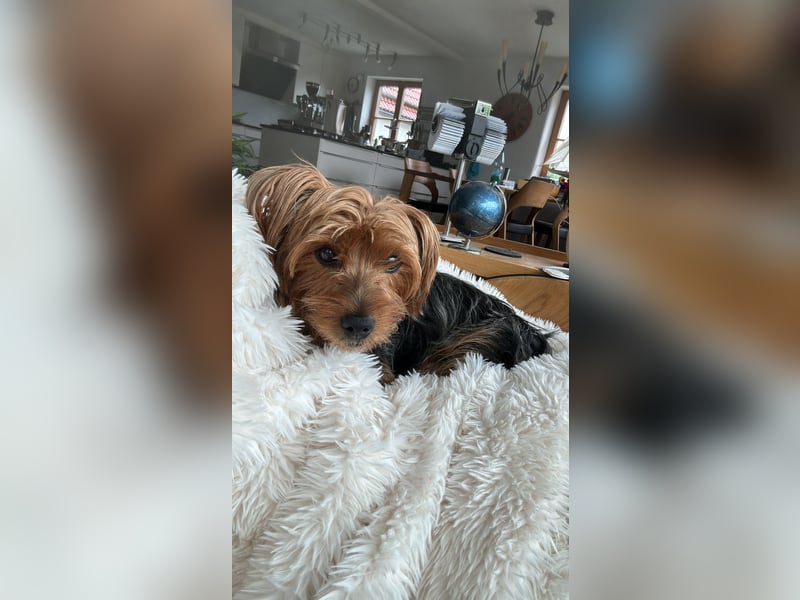 Australien Terrier – engagiertes Für-immer-Zuhause gesucht