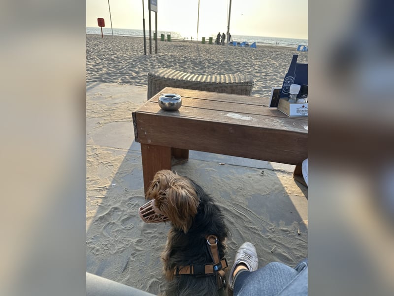 Australien Terrier – engagiertes Für-immer-Zuhause gesucht