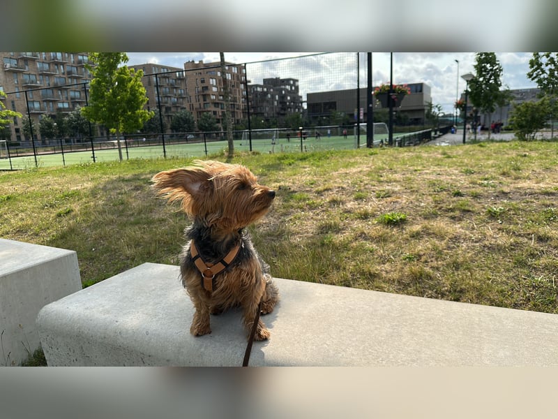 Australien Terrier – engagiertes Für-immer-Zuhause gesucht